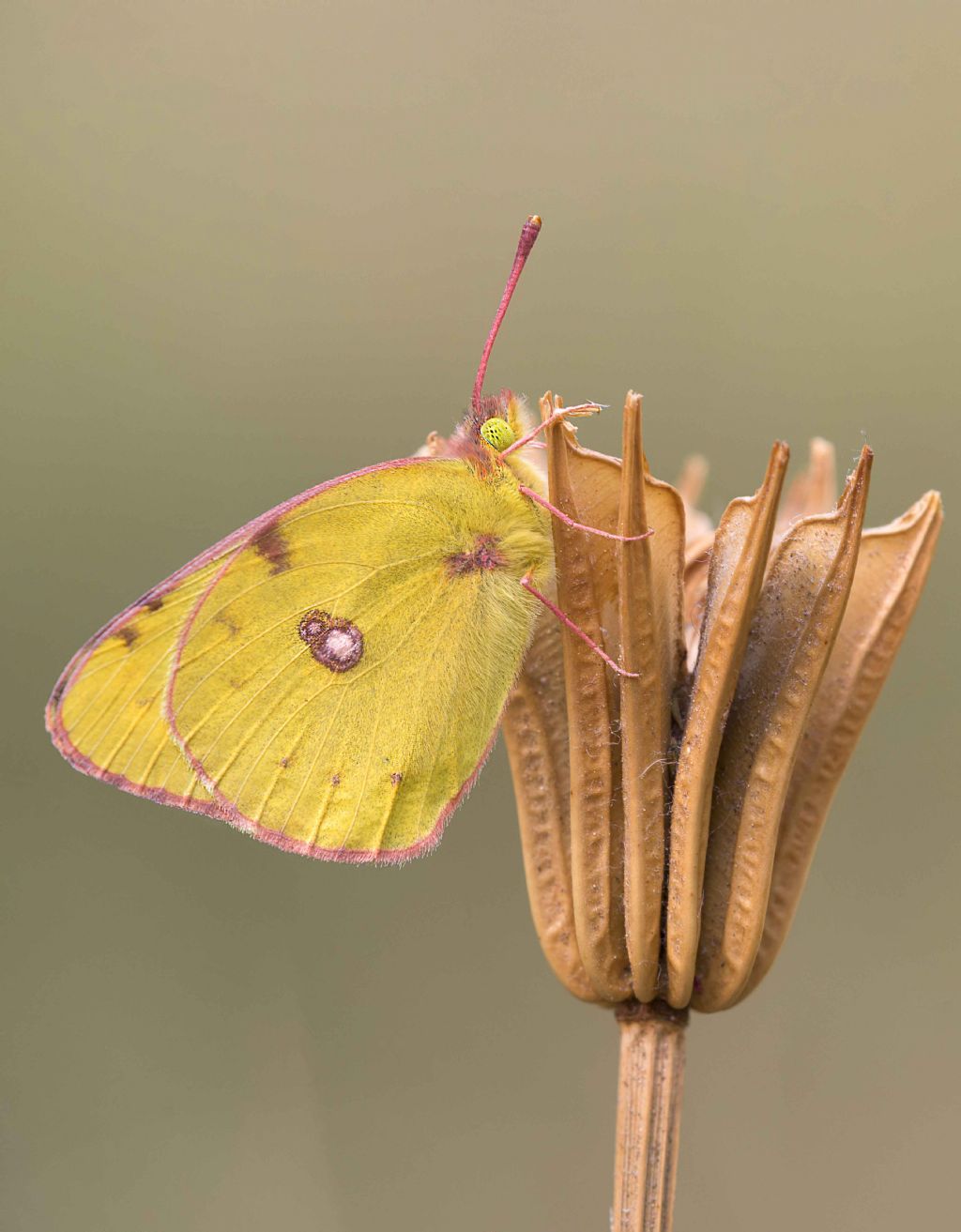 Identificazione Colias - Colias crocea